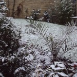 Snowy garden Snowy garden